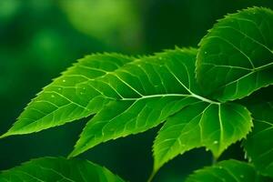 verde le foglie su un' albero nel il foresta. ai-generato foto