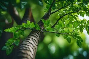 un' albero con verde le foglie e luce del sole. ai-generato foto