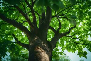 un' albero con verde le foglie e luce del sole. ai-generato foto