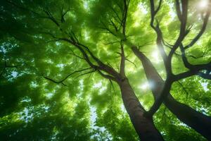 il sole brilla attraverso il baldacchino di un' verde albero. ai-generato foto