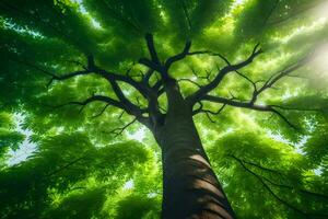 foto sfondo il cielo, alberi, luce del sole, il sole, il alberi, il sole, il. ai-generato