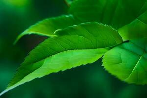 un' vicino su di un' verde foglia. ai-generato foto