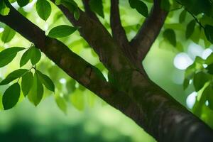 un' albero ramo con verde le foglie. ai-generato foto