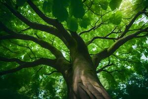 foto sfondo il cielo, alberi, luce del sole, verde, il sole, il alberi, il sole. ai-generato