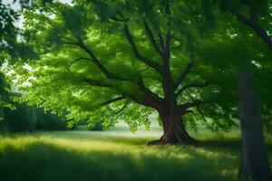 foto sfondo il cielo, alberi, erba, verde, il foresta, il albero, il foresta. ai-generato