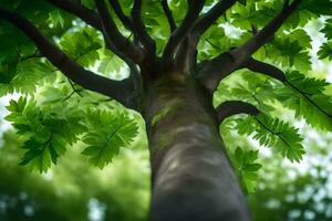 un' albero con verde le foglie nel il foresta. ai-generato foto