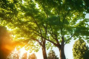 il sole brilla attraverso il alberi nel un' parco. ai-generato foto