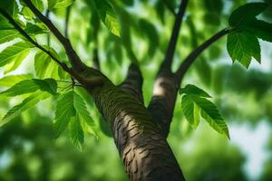 un' albero con verde le foglie e un' luminosa sole. ai-generato foto