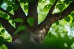 un' albero con verde le foglie e luce del sole. ai-generato foto