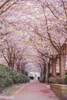 percorso a piedi di un parco pubblico in piena fioritura di bellissimi ciliegi foto