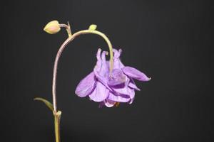 fiore che sboccia sfondo aquilegia vulgaris famiglia ranunculaceae foto