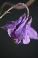 fiore che sboccia sfondo aquilegia vulgaris famiglia ranunculaceae foto