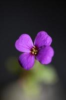 fiore viola aubrieta deltoidea famiglia brasicaceae fioritura viola foto