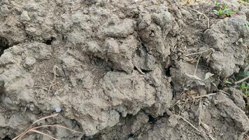 un' toppa di Cracked asciutto suolo nel un' magelang Ritaglia campo, il effetti di il lungo asciutto stagione. impianti morire a partire dal siccità foto
