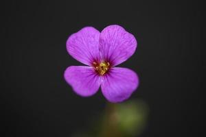 fiore viola aubrieta deltoidea famiglia brasicaceae fioritura viola foto