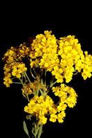 fiore sbocciare macro aurinia saxatilis famiglia Brassicaceae background