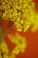 fiore sbocciare macro aurinia saxatilis famiglia Brassicaceae background foto