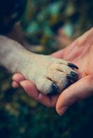 femmina mano Tenere cani zampa, vicino su foto