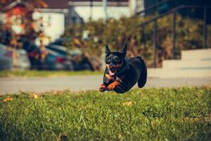 carino miniatura pinscher cane in esecuzione e salto nel il erba foto