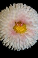 fiore fiore bellis perennis l. famiglia compositae sfondo moderno foto