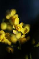 fiore fiore berberis aquifolium famiglia berberidaceae macro shoot foto