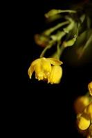 fiore fiore berberis aquifolium famiglia berberidaceae close up print foto