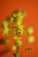 fiore fiore berberis aquifolium famiglia berberidaceae macro shoot foto