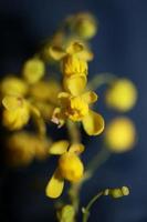 fiore fiore berberis aquifolium famiglia berberidaceae macro shoot foto