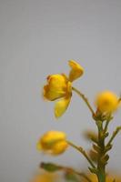 fiore fiore berberis aquifolium famiglia berberidaceae macro shoot foto