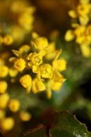 fiore fiore berberis aquifolium famiglia berberidaceae close up print foto