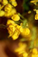 fiore fiore berberis aquifolium famiglia berberidaceae close up print foto