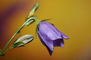 fiore sbocciare vicino campanula persicifolia famiglia campanulaceae foto