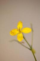 fiore sbocciare vicino chelidonium majus famiglia papaveraceae foto