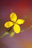 fiore sbocciare vicino chelidonium majus famiglia papaveraceae foto