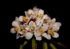 fiore sbocciare da vicino choisya ternata kunth famiglia rutaceae poster foto