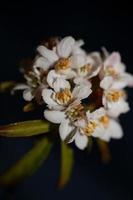 fiore sbocciare da vicino choisya ternata kunth famiglia rutaceae poster foto