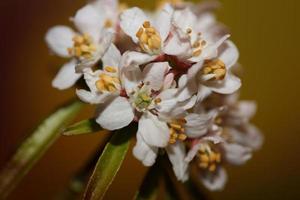 fiore sbocciare vicino choisya ternata kunth famiglia rutaceae macro foto