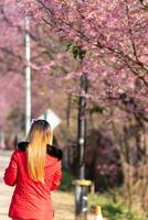 donna a piedi ciliegia fiorire sentiero per vedere bellissimo scenario di rosa ciliegia fiori lungo strada benedetto nel inverno. donna viaggio viaggio lungo sentiero di bellissimo rosa ciliegia fiori nel pieno fioritura benedetto foto