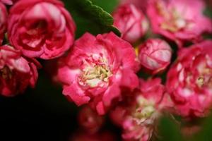 fiore sbocciare vicino crataegus laevigata famiglia rosacee botanicaly foto