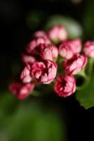 fiore sbocciare vicino crataegus laevigata famiglia rosacee botanicaly