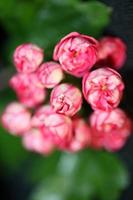 fiore sbocciare vicino crataegus laevigata famiglia rosacee botanicaly