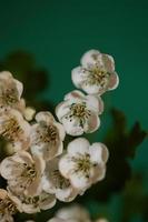 fiore sbocciare vicino crataegus monogyna famiglia rosacee botanicaly