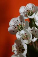 fiore sbocciare vicino crataegus monogyna famiglia rosacee botanicaly foto