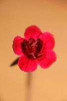 dianthus fiore in primo piano famiglia caryophyllaceae stampe moderne foto