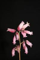 fiore sbocciare da vicino dicentra formosa famiglia papaveraceae foto