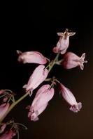 fiore sbocciare da vicino dicentra formosa famiglia papaveraceae foto