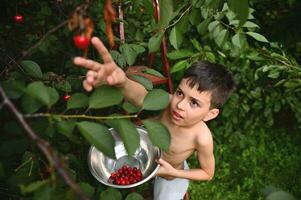 adorabile ragazzo traino il suo mano su per raccogliere ciliegie nel il giardino. raccolta ciliegia su un' estate giorno foto