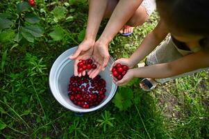 superiore Visualizza di mani di donna con sua carino figlia Tenere ciliegia frutti di bosco e mettendo loro su un' metallo blu secchio foto