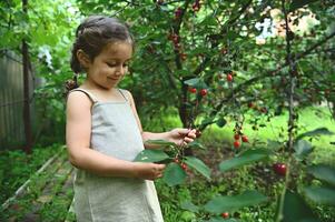 adorabile bambino ragazza foto ciliegie nel il frutta giardino