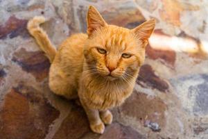 dolce e pigro gattino allo zenzero - gattino arancione da vicino foto